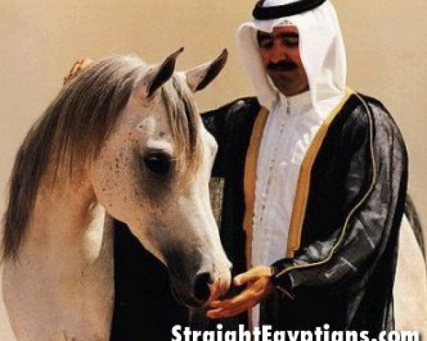 broodmare Royal Khalifa EAO (Arabian purebred, 1988, from El Halimaar ox)