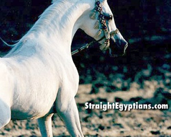 horse Royal Mikhiel EAO (Arabian purebred, 1986, from Nabiel EAO)