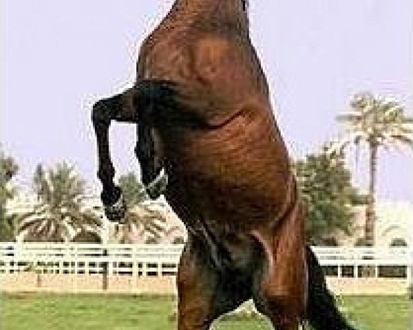 Pferd Imperial Pharouk ox (Vollblutaraber, 1993, von Imperial Al Kamar EAO)
