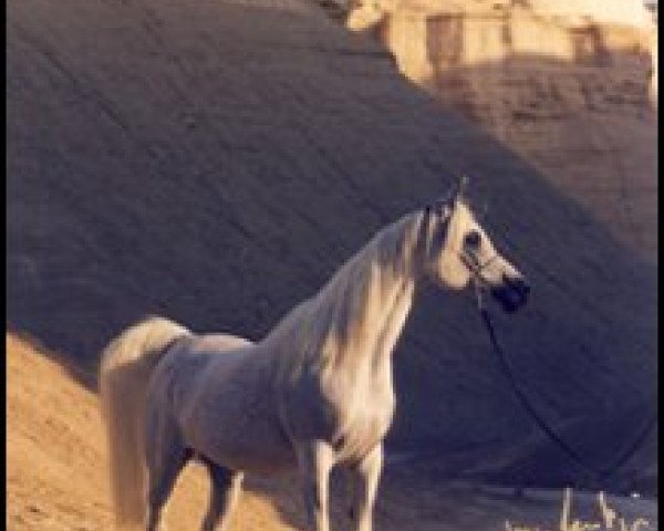 broodmare Imperial IM Phayana ox (Arabian purebred, 1985, from Ansata Imperial 1976 ox)