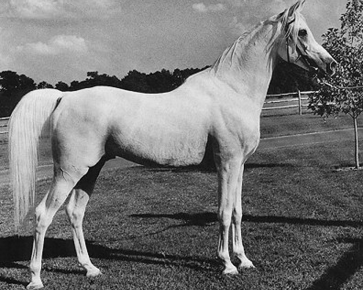 Deckhengst Morafic 1956 EAO (Vollblutaraber, 1956, von Nazeer 1934 RAS)