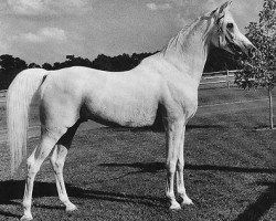 stallion Morafic 1956 EAO (Arabian purebred, 1956, from Nazeer 1934 RAS)