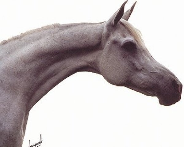 broodmare Pharrah ox (Arabian purebred, 1972, from Farag 1962 EAO)