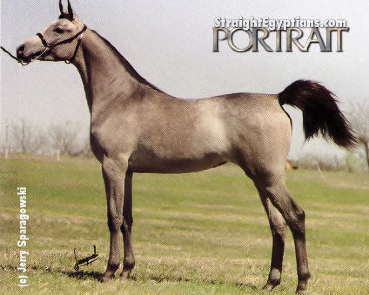 Broodmare Shirzada EAO (Purebred Arabian, 1982, from Amaal ox)