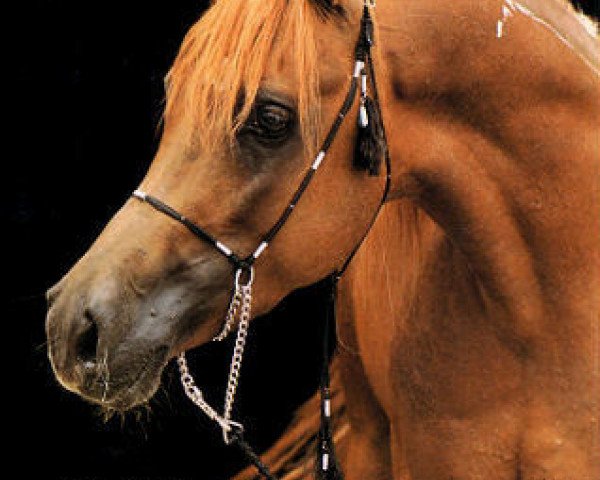 horse Rihan ox (Arabian purebred, 1977, from Aseel 1967 EAO)