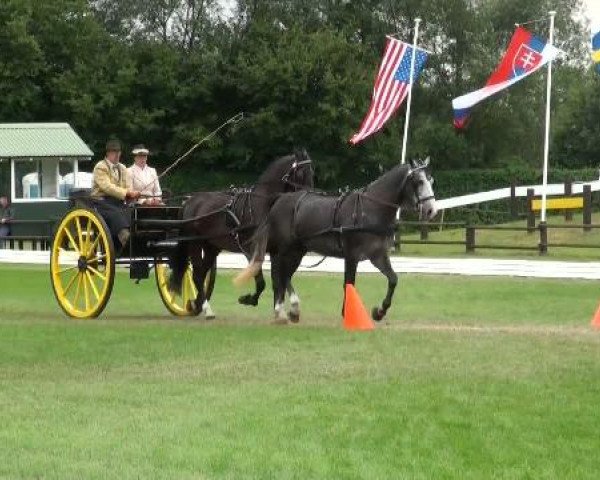 Riesenbeck INTERNATIONAL
Samstag, 23. Juli 2011
13 Gebrauchsprüfung für Tandems Kl. M