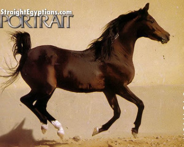 horse Hafid Anter EAO (Arabian purebred,  , from Wahag EAO)
