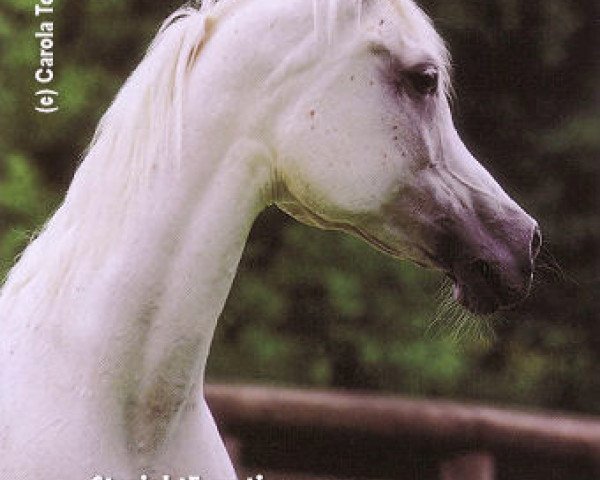broodmare Tamria II EAO (Arabian purebred, 1985, from Ansata Halim Shah ox)