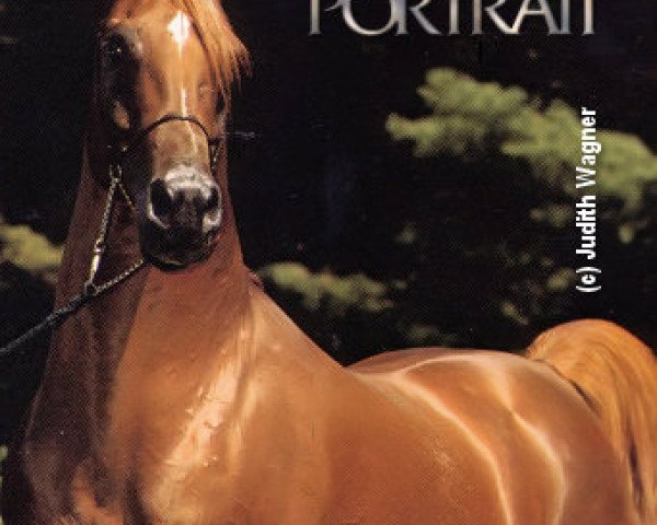 stallion Shah Nishan ox (Arabian purebred, 1974, from Morafic 1956 EAO)
