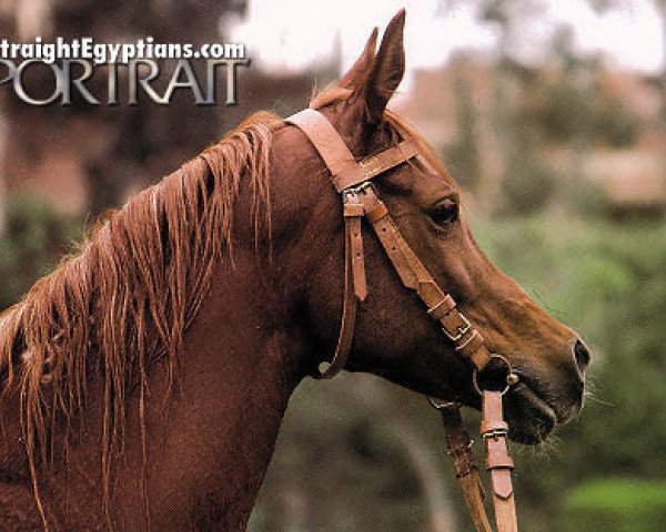 broodmare Omnia EAO (Arabian purebred, 1977, from Akhtal EAO)
