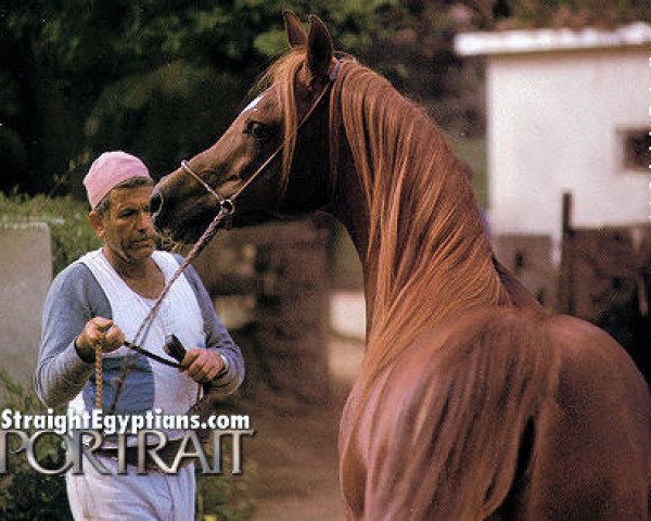 stallion Misk EAO (Arabian purebred, 1979, from Wahag EAO) stallion Misk EAO (Arabian purebred, 1979, from Wahag EAO)