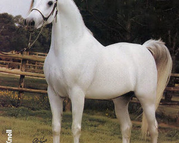 stallion Ibn Morafic EAO (Arabian purebred, 1973, from Morafic 1956 EAO)