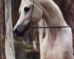 stallion Gad Allah EAO (Arabian purebred, 1983, from Adeeb EAO)