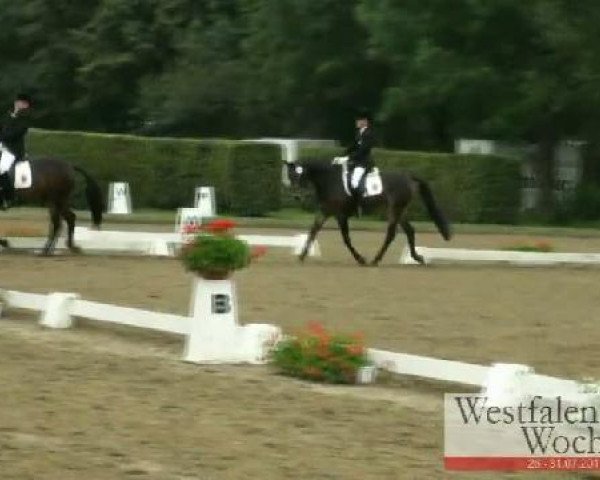 Westfalen-Woche Münster-Handorf
Samstag, 30. Juli 2011
44 Pony-Dressurprüfung Kl. A für Mannschaften 
