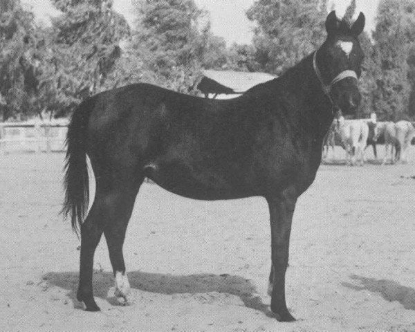 broodmare Sherifa EAO (Arabian purebred,  , from Gassir 1941 RAS)