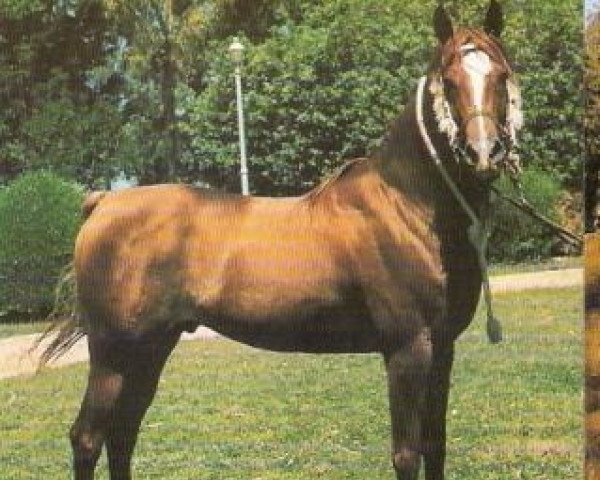 stallion Ibn Shahrzada EAO (Arabian purebred, 1964, from Anter 1946 EAO)