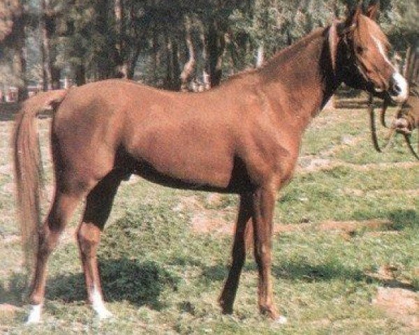 stallion Ameer EAO (Arabian purebred, 1970, from Galal 1959 EAO)