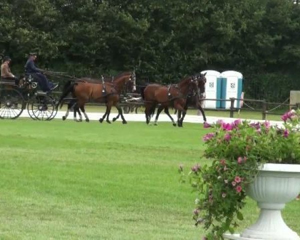 Riesenbeck INTERNATIONAL
Friday, July 22nd 2011
03 Dressage Competition CAI – Teams 3. Competition Derby
