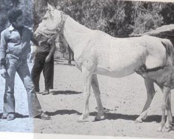 broodmare Alifa EAO (Arabian purebred, 1970, from Alaa El Din 1956 EAO)