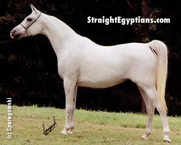 broodmare Imperial Sayyah EAO (Arabian purebred, 1975, from Kayed 1966 EAO)