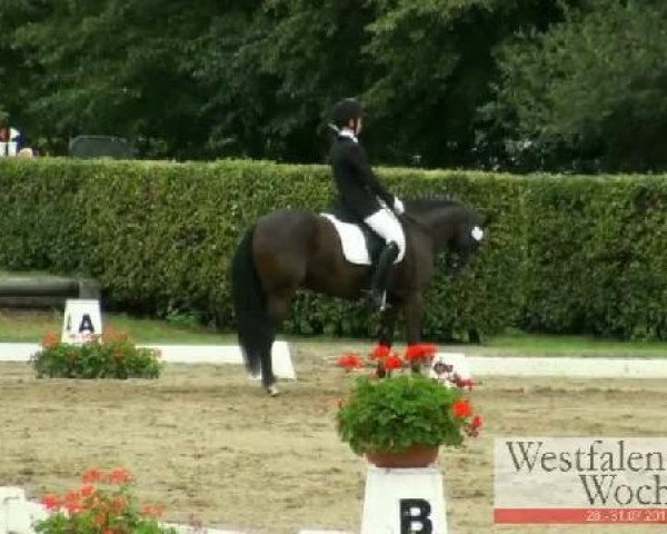 Westfalen-Woche Münster-Handorf
Samstag, 30. Juli 2011
19 Dressurponyprüfung Kl. L - 6jähr. Ponys