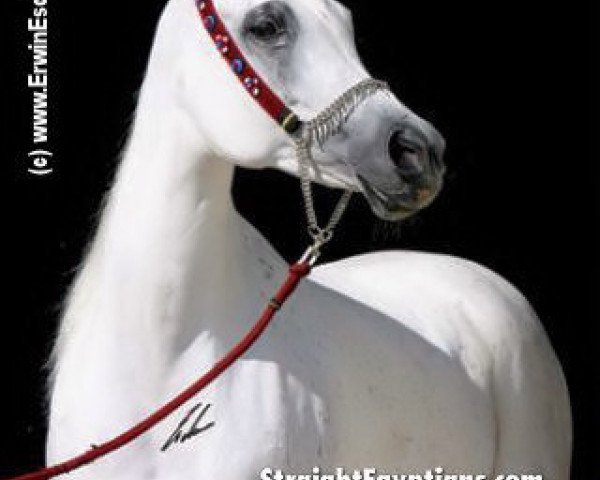 broodmare Amirat al Shaqab ox (Arabian purebred, 1998, from Al Aadeed Al Shaqab EAO)