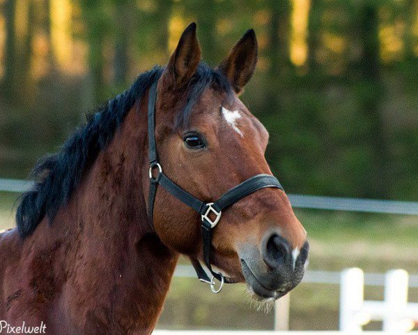 jumper Angel 266 (German Warmblood, 2008)
