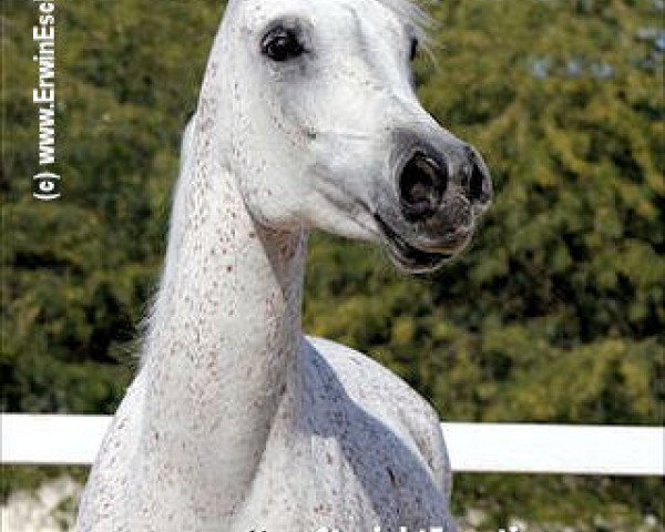 broodmare Aliah al Shaqab ox (Arabian purebred, 1995, from Ansata Halim Shah ox)