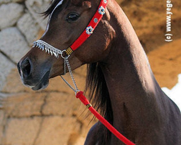 broodmare Al Amal AA ox (Arabian purebred, 2002, from Halim Shah I ox)