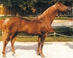 stallion Ibn Galal ox (Arabian purebred, 1972, from Ibn Galal 1966 EAO)