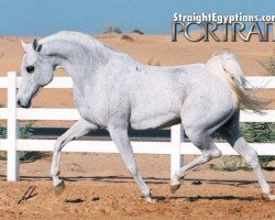 broodmare Halim Shah I-1 ox (Arabian purebred, 1989, from Halim Shah I ox)