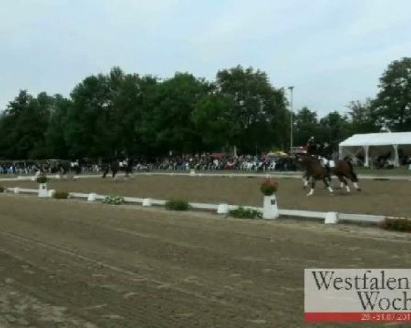 Westfalen-Woche Münster-Handorf
Freitag, 29. Juli 2011
42 Dressurprüfung Kl. L - Kür der Mannschaften 
