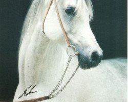 stallion Halim Shah I ox (Arabian purebred, 1985, from Ansata Halim Shah ox)