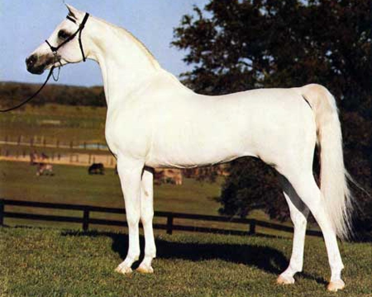 stallion Ansata Abbas Pasha 1964 ox (Arabian purebred, 1964, from Ansata Ibn Halima 1958 EAO)