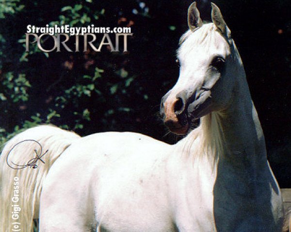 broodmare Abbas Pasha I-1 ox (Arabian purebred, 1988, from Abbas Pasha I ox)