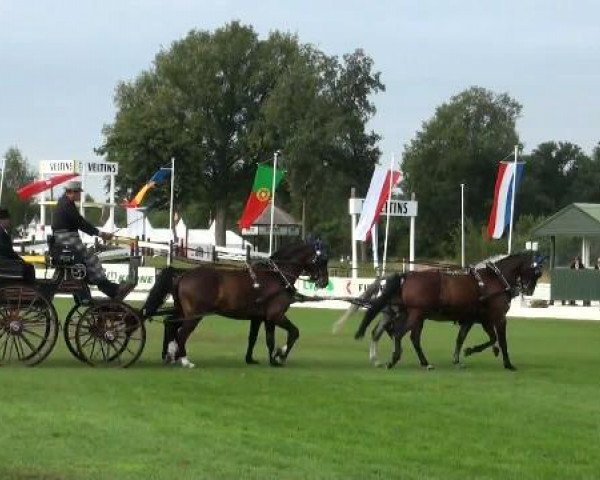 Riesenbeck INTERNATIONAL
Friday, July 22nd 2011
03 Dressage Competition CAI – Teams 3. Competition Derby
