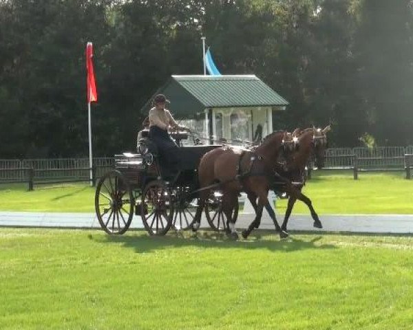 Riesenbeck INTERNATIONAL
Thursday, July 21st 2011
02 Dressage Competition for Pairs – 
2. Competition for the Derby