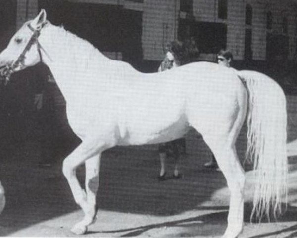 horse Al Aneed ox (Arabian purebred, 1975, from Alaa El Din 1956 EAO)
