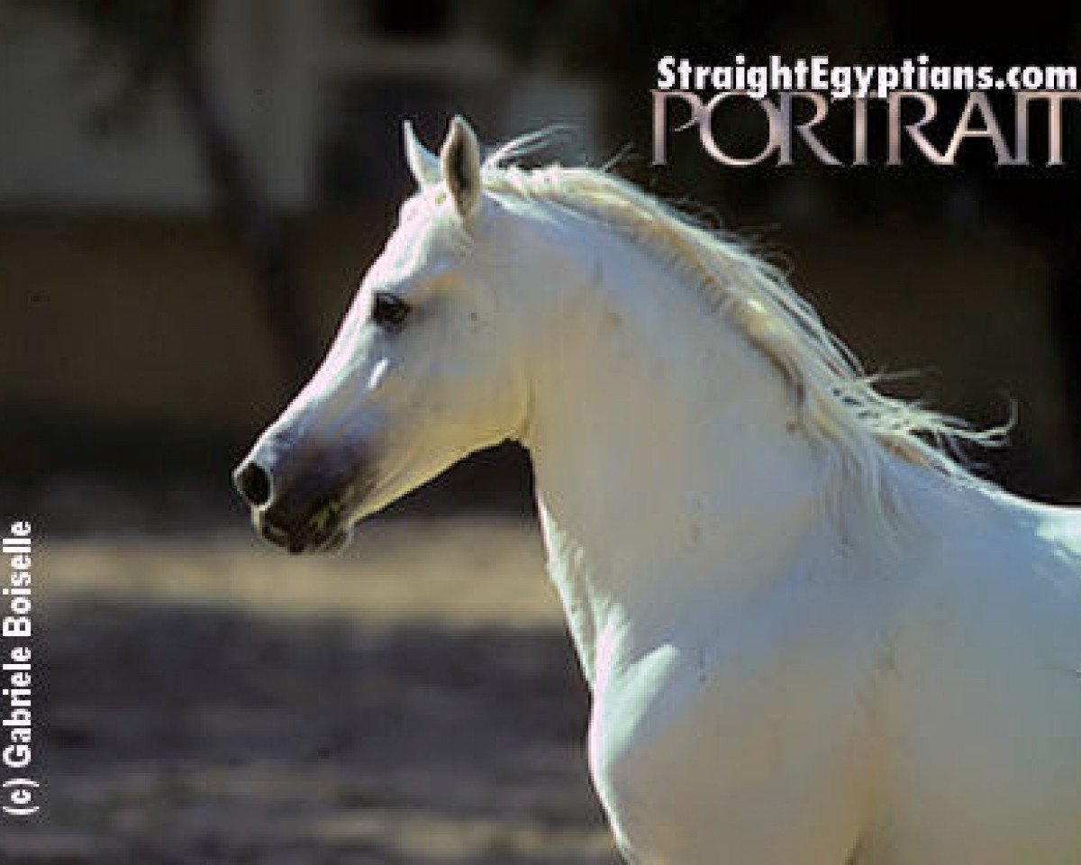 stallion Wahag EAO (Arabian purebred, 1964, from Anter 1946 EAO)