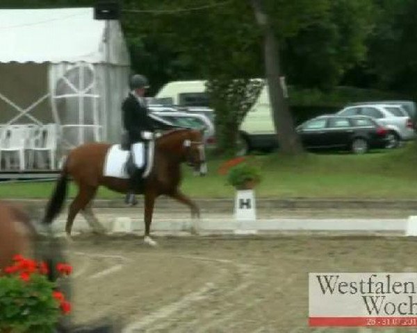 Westfalen-Woche Münster-Handorf
Freitag, 29. Juli 2011
10 Pony-Reitpferdeprüfung - 4j. Stuten und Wallache 
