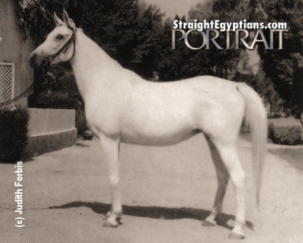 broodmare Kamar EAO (Arabian purebred, 1953, from Nazeer 1934 RAS)
