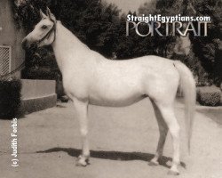 broodmare Kamar EAO (Arabian purebred, 1953, from Nazeer 1934 RAS)