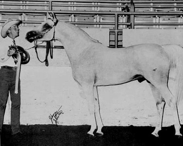 Deckhengst Fayek EAO (Vollblutaraber, 1958, von Nazeer 1934 RAS)