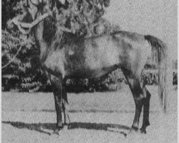 Zuchtstute Faysa II EAO (Vollblutaraber, 1951, von Sid Abouhom 1936 RAS)