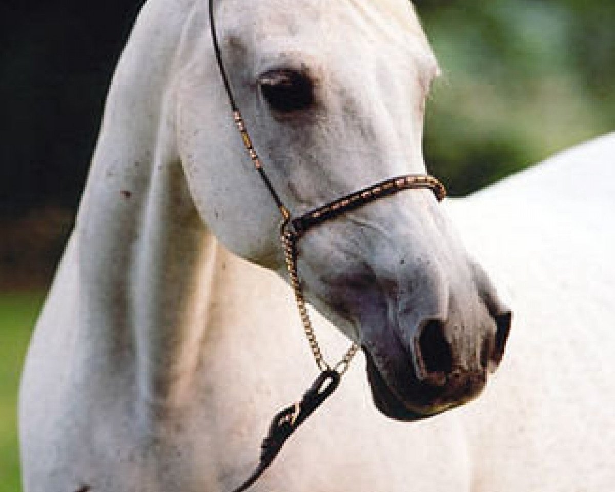 broodmare Ramses Fayeka ox (Arabian purebred, 1983, from Fayek EAO)