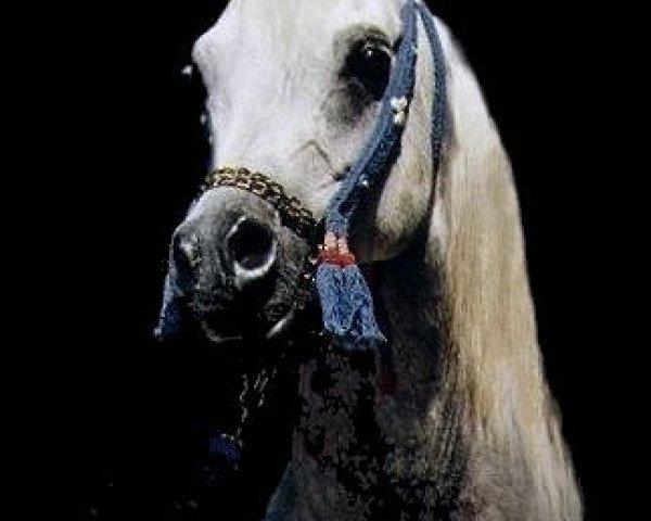 stallion Nur Ad Dine EAO (Arabian purebred, 1996, from Salaa El Dine EAO)
