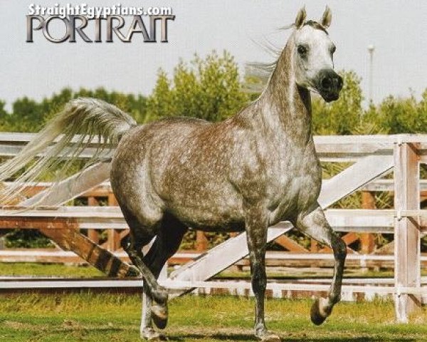 Pferd NK Jurie ox (Vollblutaraber, 1999, von NK Hafid Jamil EAO)