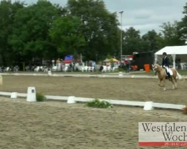 Westfalen-Woche Münster-Handorf
Freitag, 29. Juli 2011
10 Pony-Reitpferdeprüfung - 4j. Stuten und Wallache 
