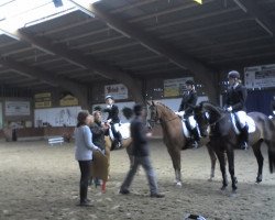 Dressurpferd Picolo 70 (unbekannt, 2001)