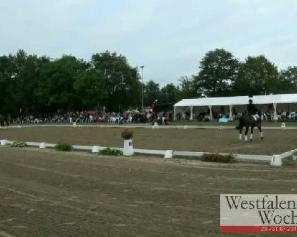 Westfalen-Woche Münster-Handorf
Freitag, 29. Juli 2011
42 Dressurprüfung Kl. L - Kür der Mannschaften